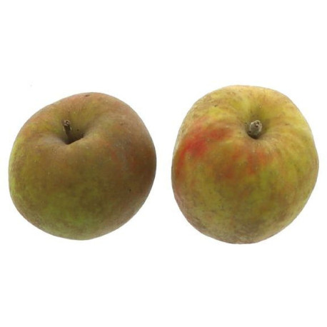 POMME BOSKOOP 75/80MM 10KG